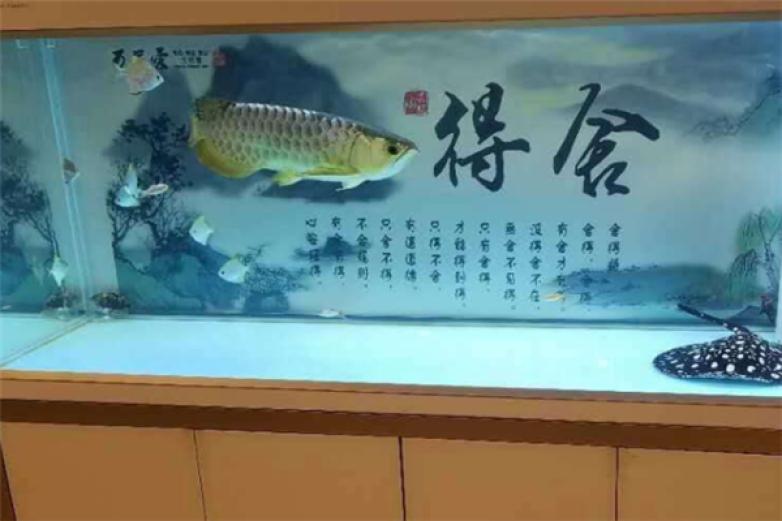 可丽爱鱼缸加盟