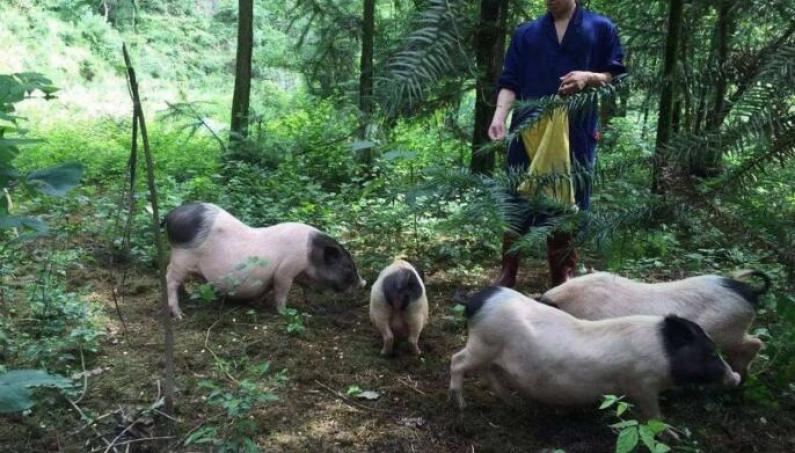 广西巴马香猪加盟