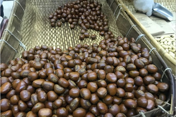 强丽栗子王